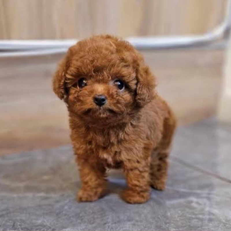 Thiên đường thú cưng viPET: Nơi trao gửi niềm tin cho tín đồ chó mèo tại TP.HCM