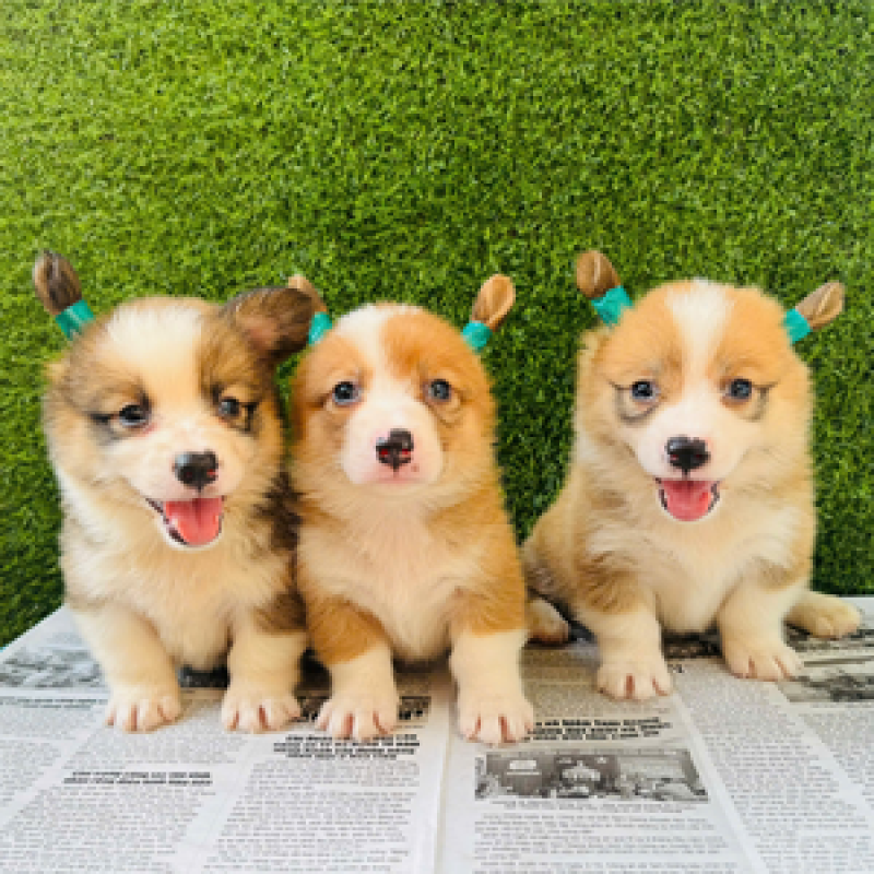 viPET: Cửa hàng bán chó Corgi thuần chủng