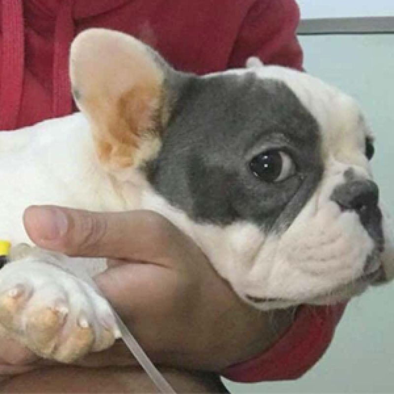 Các bệnh thường gặp ở chó con: Dấu hiệu nhận biết và cách phòng ngừa hiệu quả