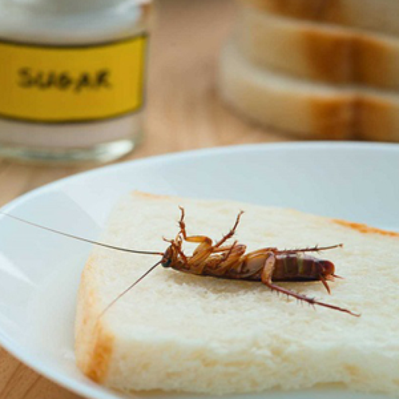 Cách diệt và đuổi côn trùng trong nhà hiệu quả