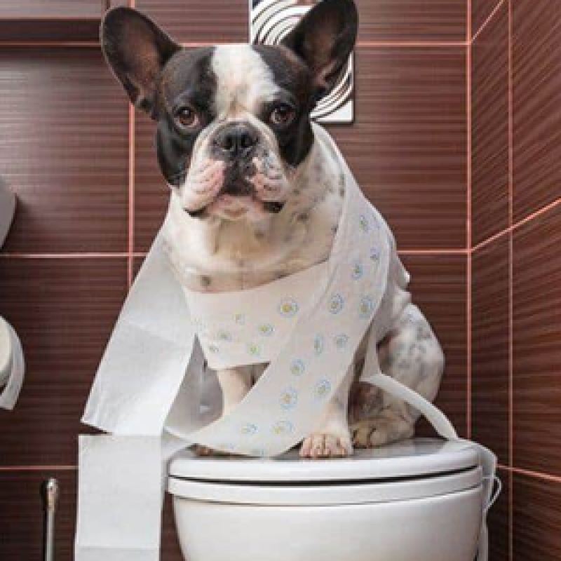 Cách huấn luyện chó đi vệ sinh đúng chỗ thành công 100% chỉ trong 7 ngày