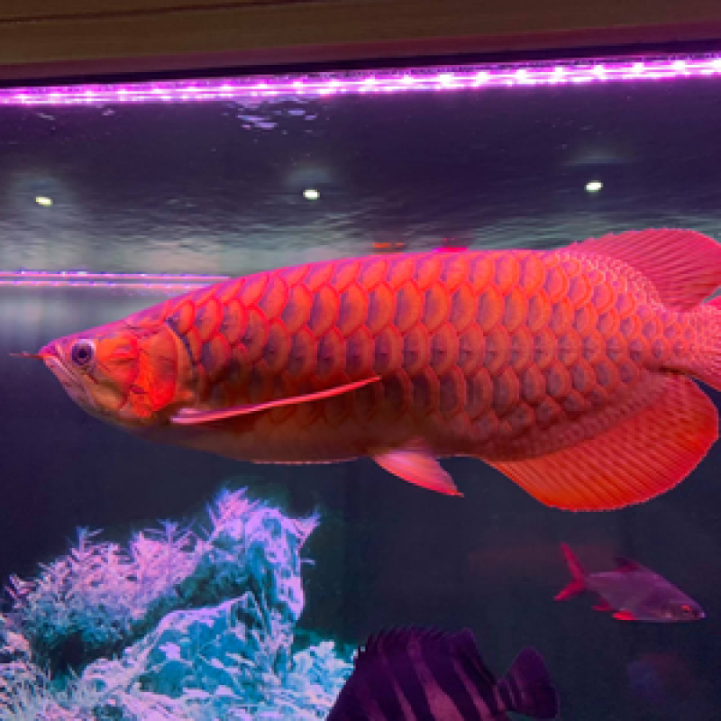 Cá Long Thổ Chiêu: Vương giả trong bể thủy sinh và bí quyết chăm sóc đỉnh cao