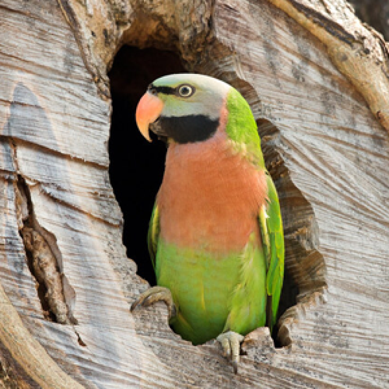 Khám phá thế giới vẹt ngực hồng: Loài chim cảnh quốc dân đáng nuôi nhất