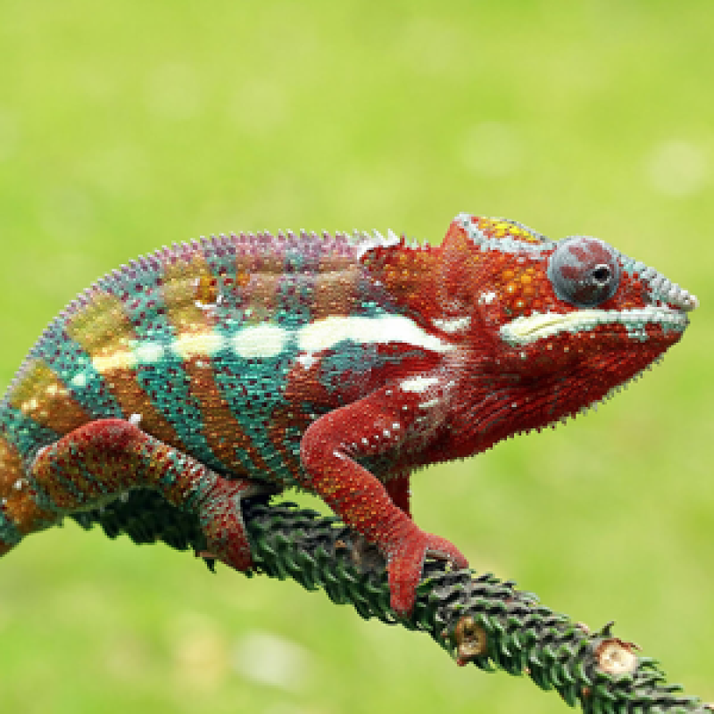 Tắc kè bông: Phù thủy đổi màu và xu hướng nuôi thú cưng độc lạ