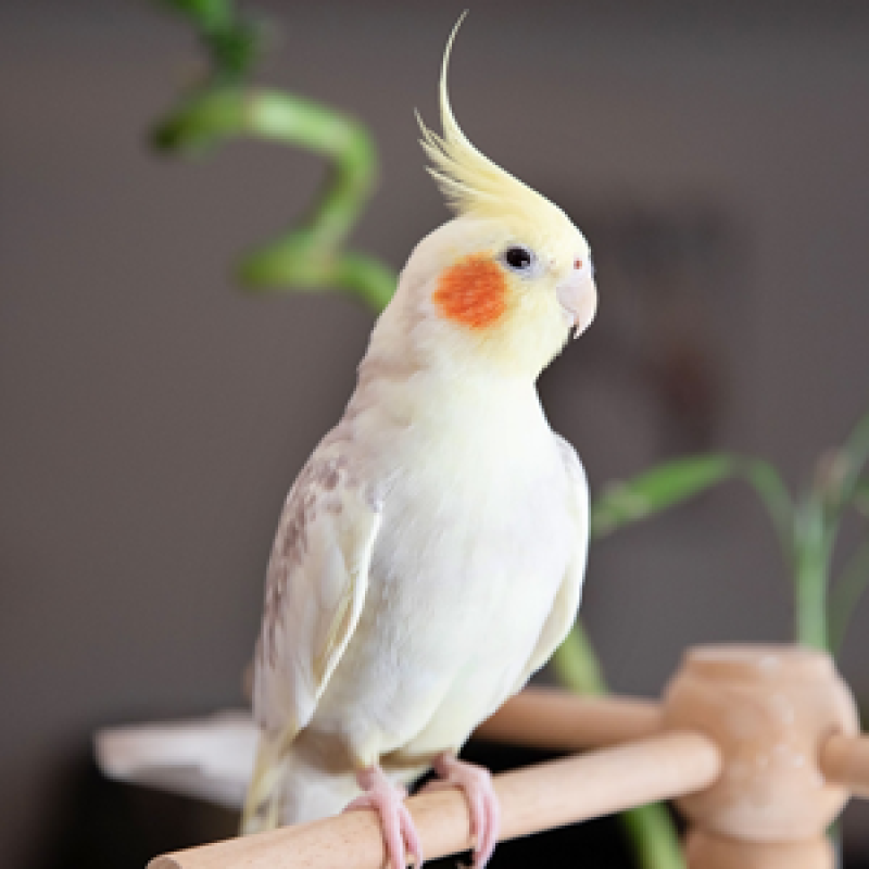 Vẹt Cockatiel: Tất tần tật từ A-Z cách chăm sóc để chim khỏe và hót hay như ca sỹ