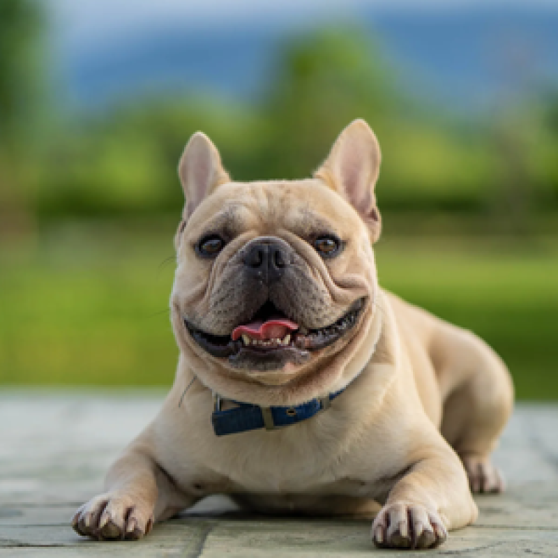 Khám phá Top 5 giống chó cảnh được nuôi nhiều nhất thế giới hiện nay