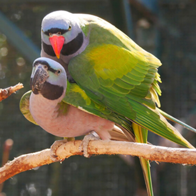 Cách phân biệt vẹt ngực hồng trống và mái | Tập tính sinh hoạt và sinh sản của loài