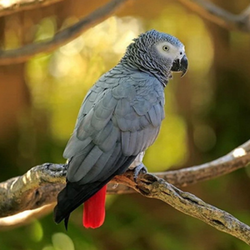 Vẹt xám châu Phi: Từ triết gia rừng già đến thú cưng vương giả tại Việt nam