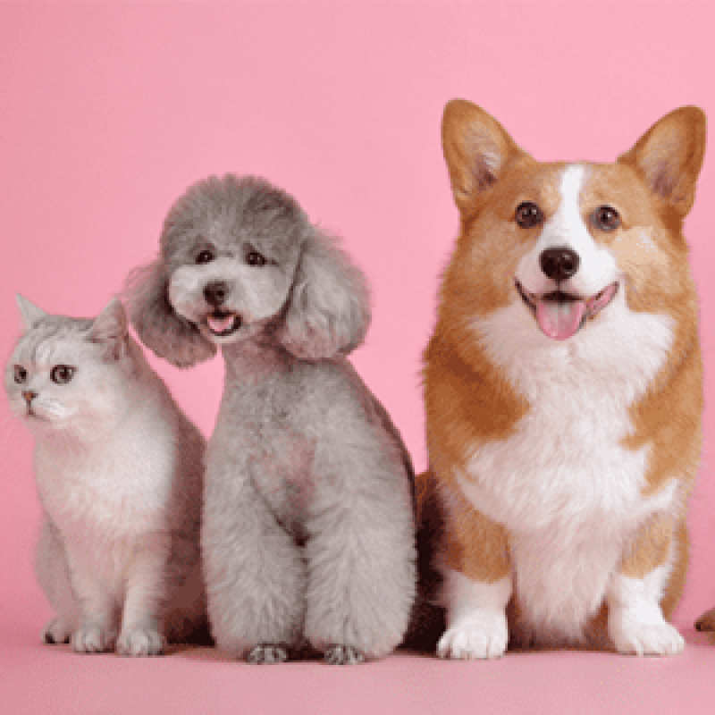 5 cửa hàng bán thú cưng tại TP.HCM uy tín, chất lượng, giá rẻ