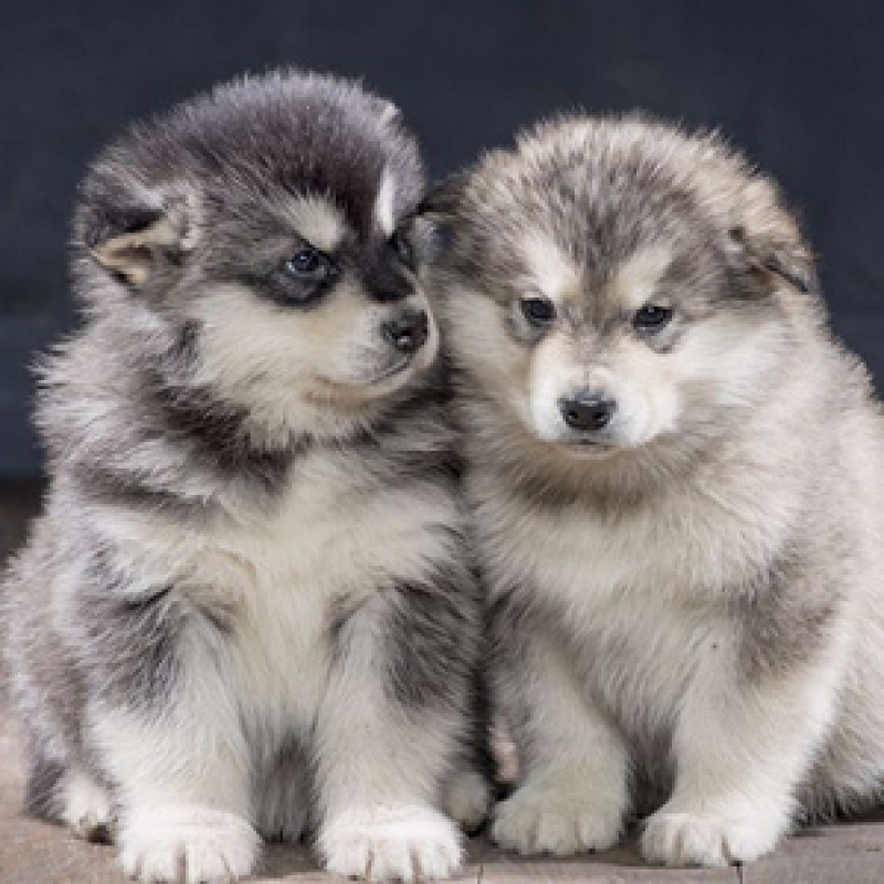 5 cửa hàng bán chó cảnh thuần chủng tại Tây Ninh giá rẻ, bảo hành uy tín, chất lượng