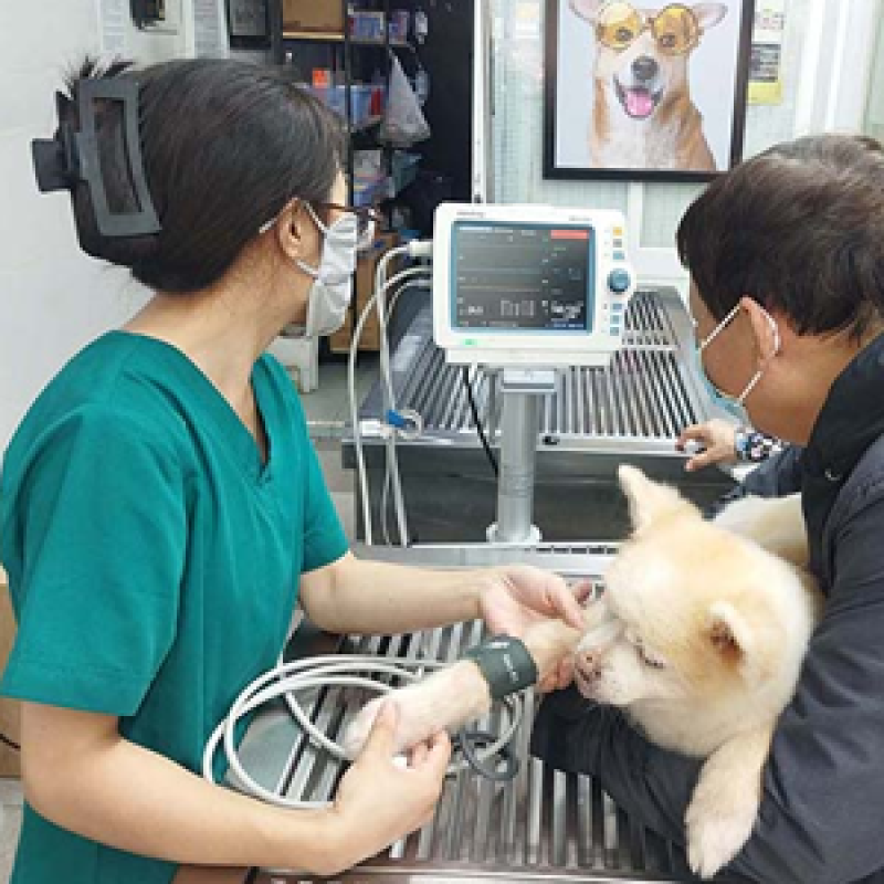 Những phòng khám thú y tại Bình Tân uy tín: Nơi gởi chọn niềm tin cho thú cưng