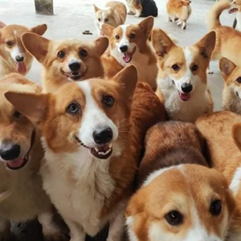 Top 3 trại chó cảnh nhân giống thuần chủng uy tín, giá tốt tại TP.HCM