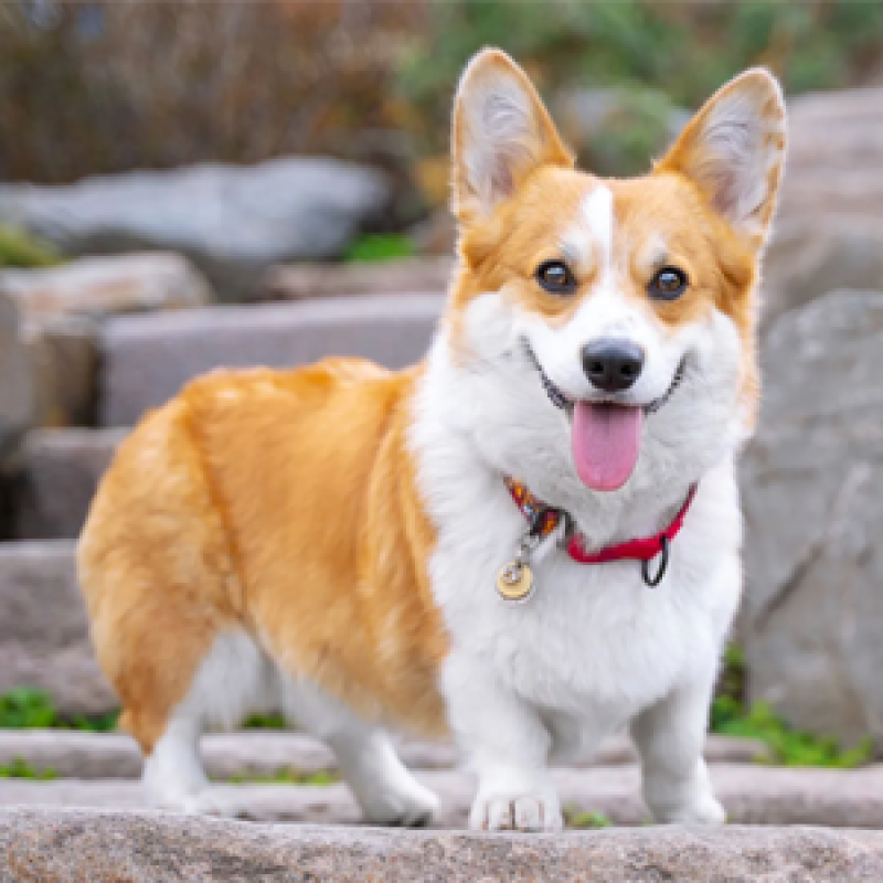 5 cửa hàng bán chó Corgi thuần chủng giá rẻ, bảo hành uy tín tại TP.HCM