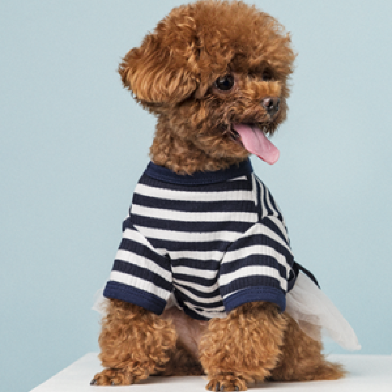 Top 5 cửa hàng bán chó Poodle thuần chủng tại TP.HCM giá rẻ, bảo hành vàng