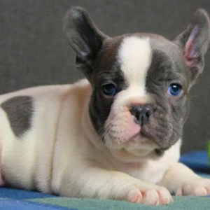 viPET: Cửa hàng bán chó Bull Pháp thuần chủng