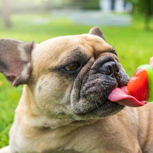 Chó Bull Pháp giá 1 triệu, 2 triệu, 3 triệu: Sự thật đằng sau những con số