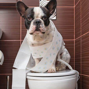 Cách huấn luyện chó đi vệ sinh đúng chỗ thành công 100% chỉ trong 7 ngày