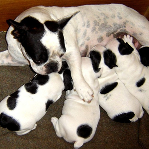 Tại sao chó Bull Pháp thường phải đẻ mổ? Những điều chủ nuôi cần biết