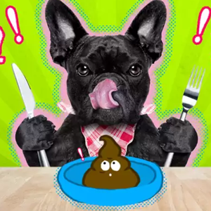 Chó ăn phân có bị gì không? Giải mã nguyên nhân và cách khắc phục triệt để