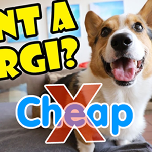 Sự thật đằng sau về lời rao bán chó corgi giá 1 triệu, 2 triệu, 3 triệu