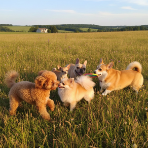  Top 5 giống chó cảnh được nuôi nhiều nhất hiện nay tại Việt Nam