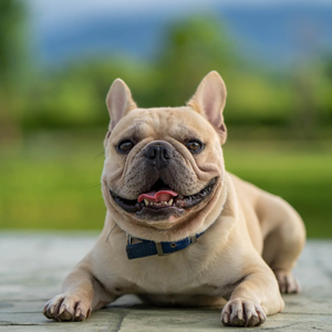 Khám phá Top 5 giống chó cảnh được nuôi nhiều nhất thế giới hiện nay