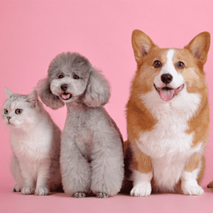 5 cửa hàng bán thú cưng tại TP.HCM uy tín, chất lượng, giá rẻ