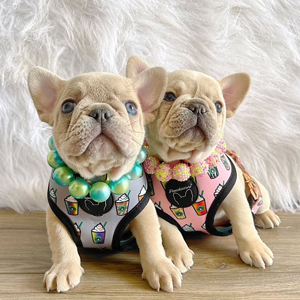 5 cửa hàng bán chó Bull Pháp thuần chủng giá rẻ tại TP.HCM với chế độ bảo hành uy tín