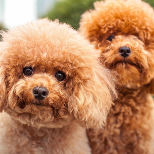 Top 5 cửa hàng bán chó cảnh uy tín tại TP.HCM