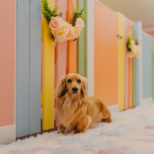 Top 5 khách sạn thú cưng (chó mèo) tại TP.HCM tận tâm, chuyên nghiệp