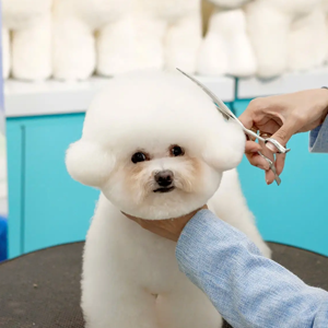 Top 5 Spa và Grooming cắt tỉa lông thú cưng (chó mèo) tại TP.HCM chuyên nghiệp nhất