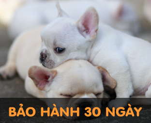 Chó Bull Pháp màu trắng