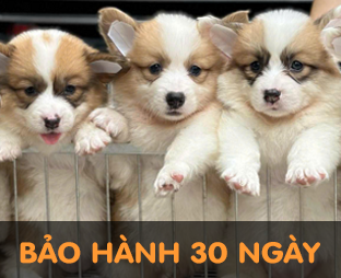 Chó Corgi vàng trắng