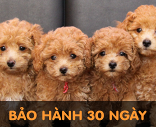 Chó Poodle màu nâu