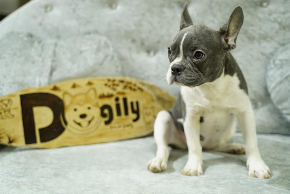 5 cửa hàng bán thú cưng tại TP.HCM uy tín, chất lượng, giá rẻ