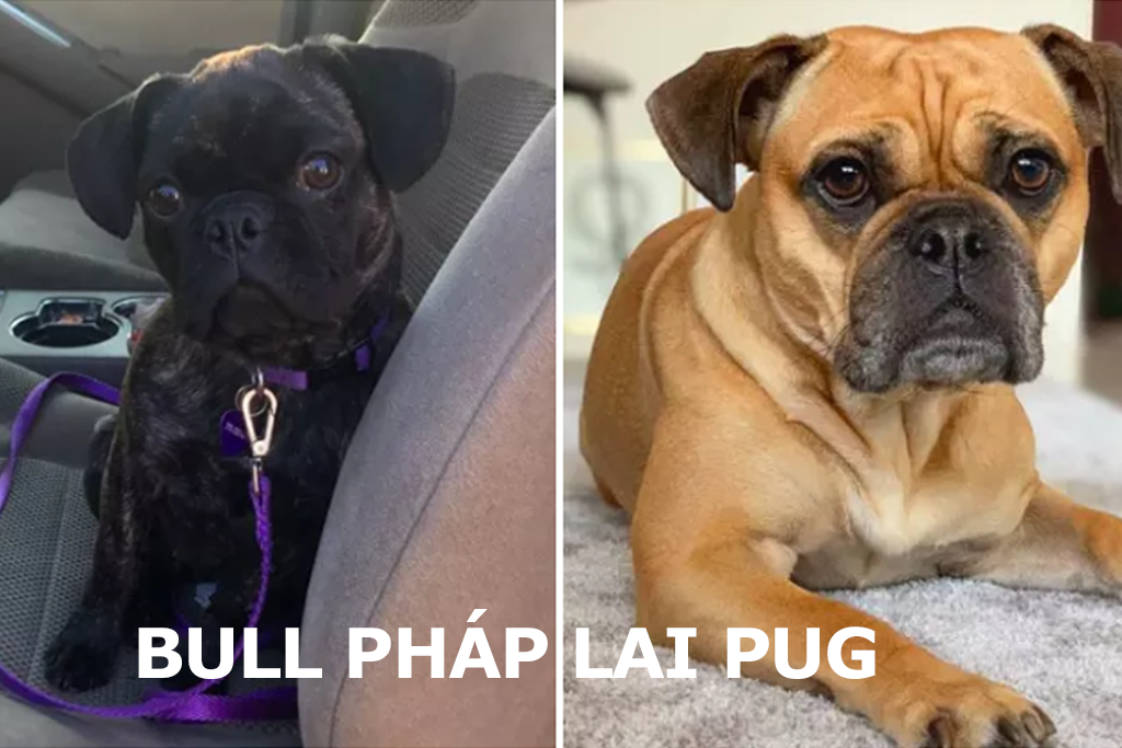 Sự thật về chó Bull Pháp giá rẻ 1tr đến 3tr