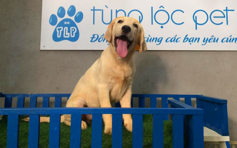Top 5 cửa hàng bán chó cảnh uy tín tại TP.HCM