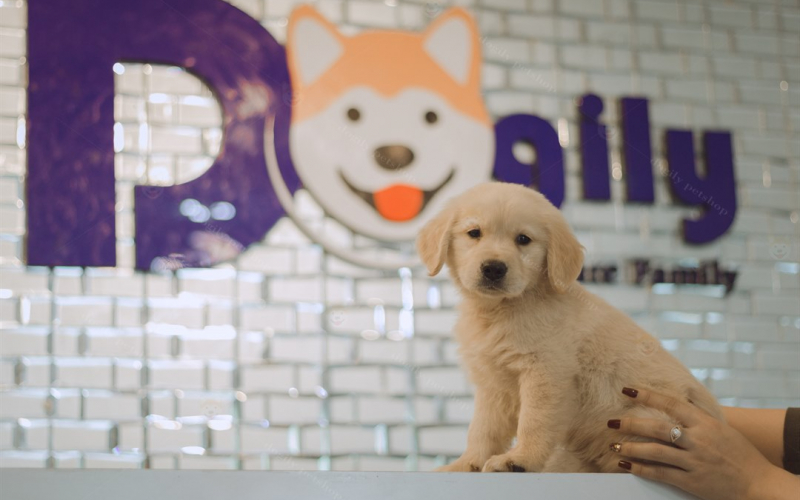 Top 5 cửa hàng bán chó cảnh uy tín tại TP.HCM