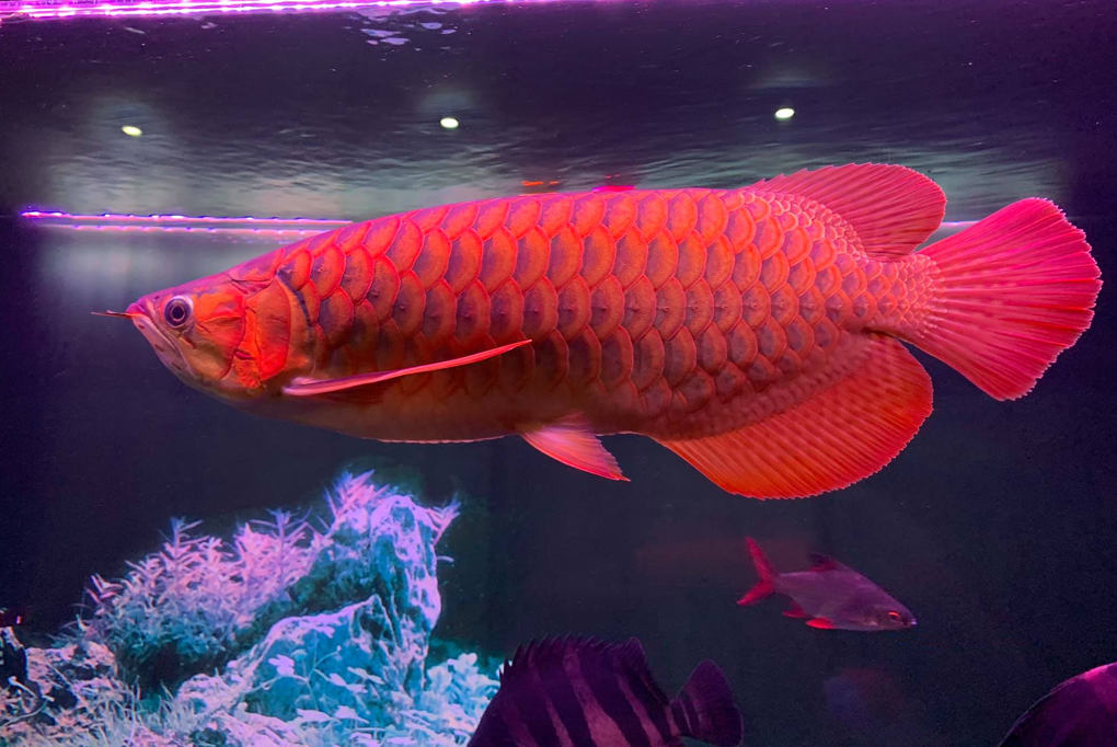Cá Long Thổ Chiêu: Vương giả trong bể thủy sinh và bí quyết chăm sóc đỉnh cao