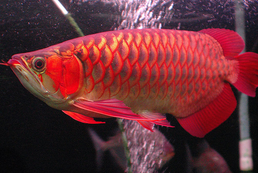 Cá Long Thổ Chiêu: Vương giả trong bể thủy sinh và bí quyết chăm sóc đỉnh cao