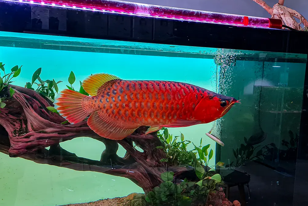 Cá Long Thổ Chiêu: Vương giả trong bể thủy sinh và bí quyết chăm sóc đỉnh cao