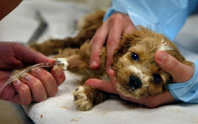 Các bệnh thường gặp ở chó con: Dấu hiệu nhận biết và cách phòng ngừa hiệu quả