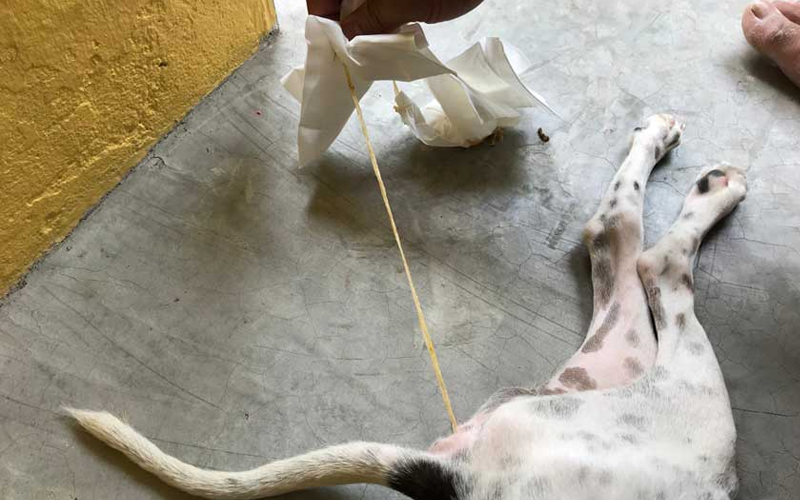 bệnh giun sán ở chó