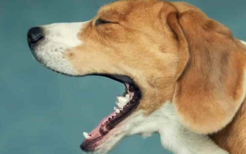 Bệnh viêm đường hô hấp và "Ho cũi chó"