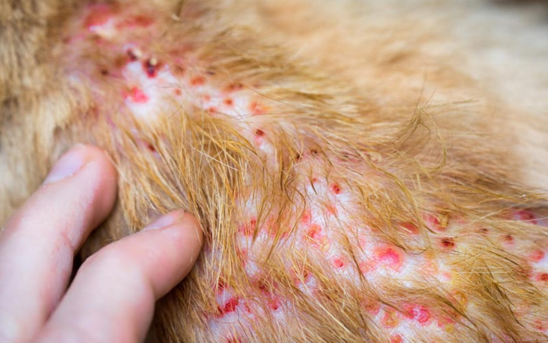 Các bệnh về da và ký sinh trùng ngoài da