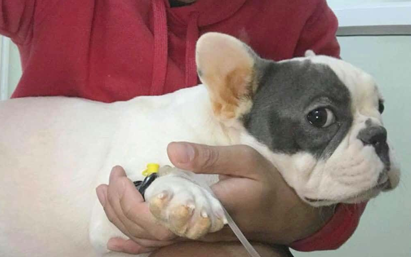 Các bệnh thường gặp ở chó con: Dấu hiệu nhận biết và cách phòng ngừa hiệu quả