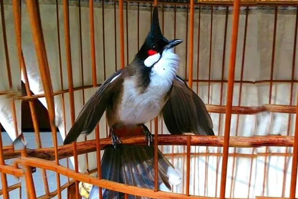 Cách làm căng lửa chào mào