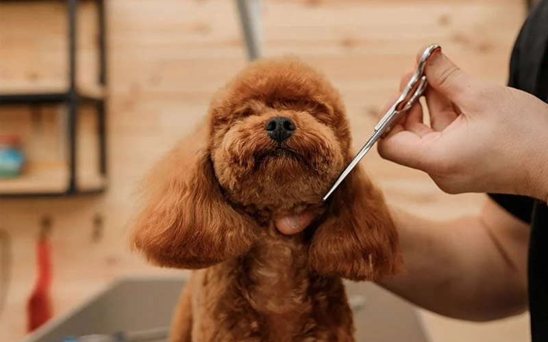 Các kiểu lông chó Poodle đẹp và đang được ưu chuộng