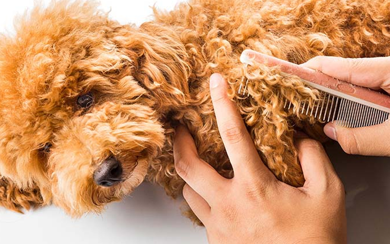Các kiểu lông chó Poodle đẹp và đang được ưu chuộng