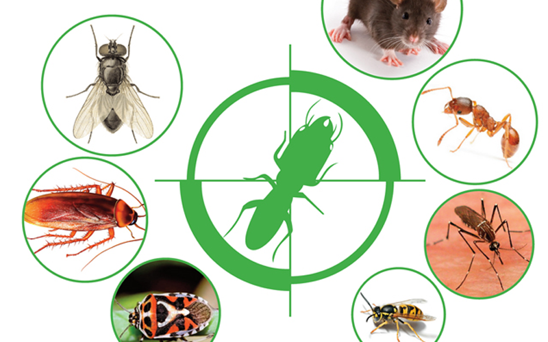 Cách diệt và đuổi côn trùng trong nhà hiệu quả